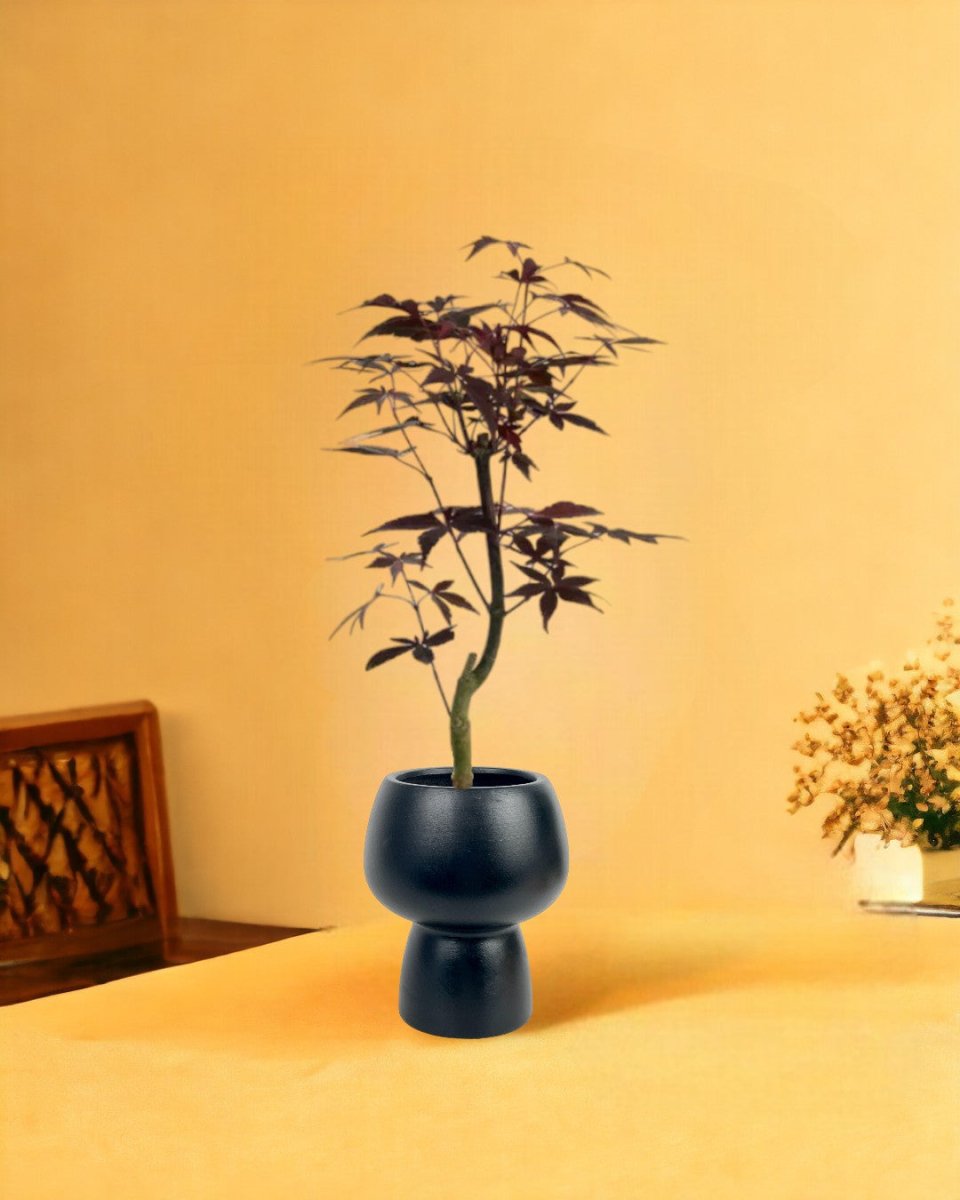 Japanese Maple - black ceramic sand pot - Potted plant - Tumbleweed Plants - Online Plant Delivery Singapore