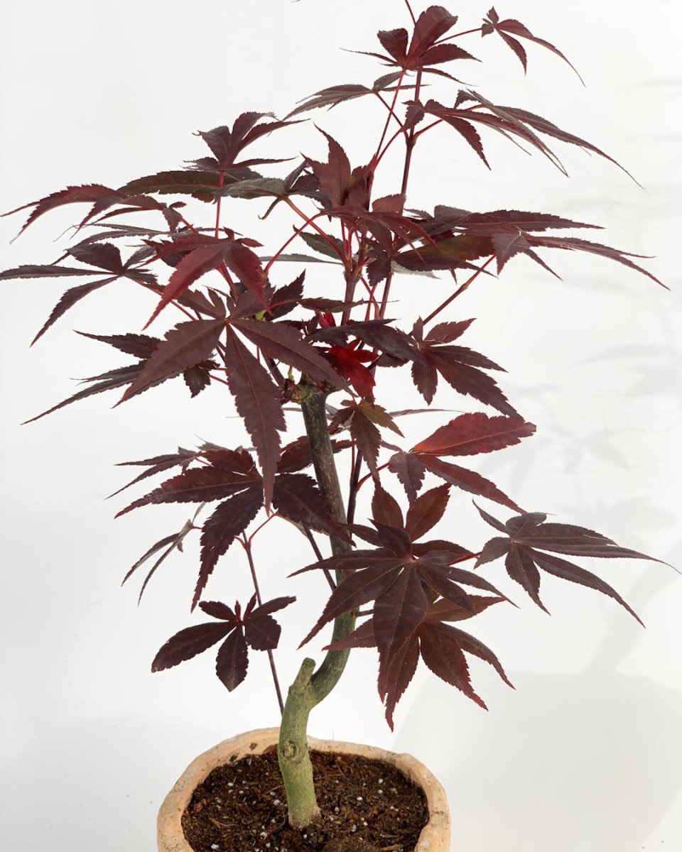 Japanese Maple - coral stone ceramic planter - tall - Gifting plant - Tumbleweed Plants - Online Plant Delivery Singapore