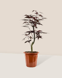 Japanese Maple - grow pot - Gifting plant - Tumbleweed Plants - Online Plant Delivery Singapore