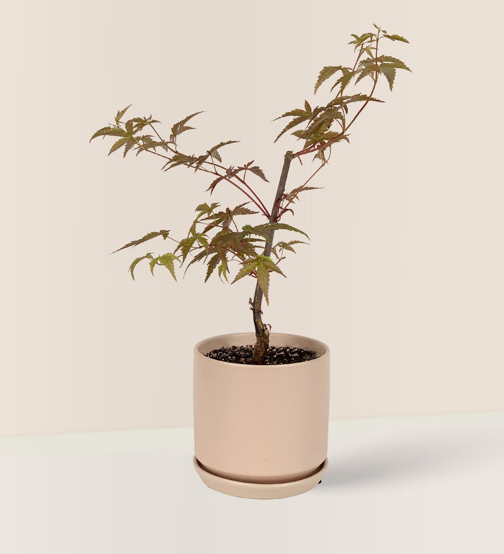 Japanese Maple - coral stone ceramic planter - tall - Gifting plant - Tumbleweed Plants - Online Plant Delivery Singapore