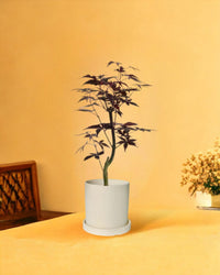 Japanese Maple - white flour planter - cylinder - Potted plant - Tumbleweed Plants - Online Plant Delivery Singapore