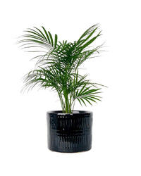 Java Palm - black pocky pot - Potted plant - Tumbleweed Plants - Online Plant Delivery Singapore