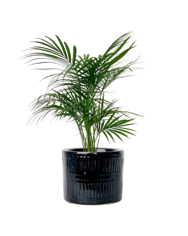 Java Palm - black pocky pot - Potted plant - Tumbleweed Plants - Online Plant Delivery Singapore