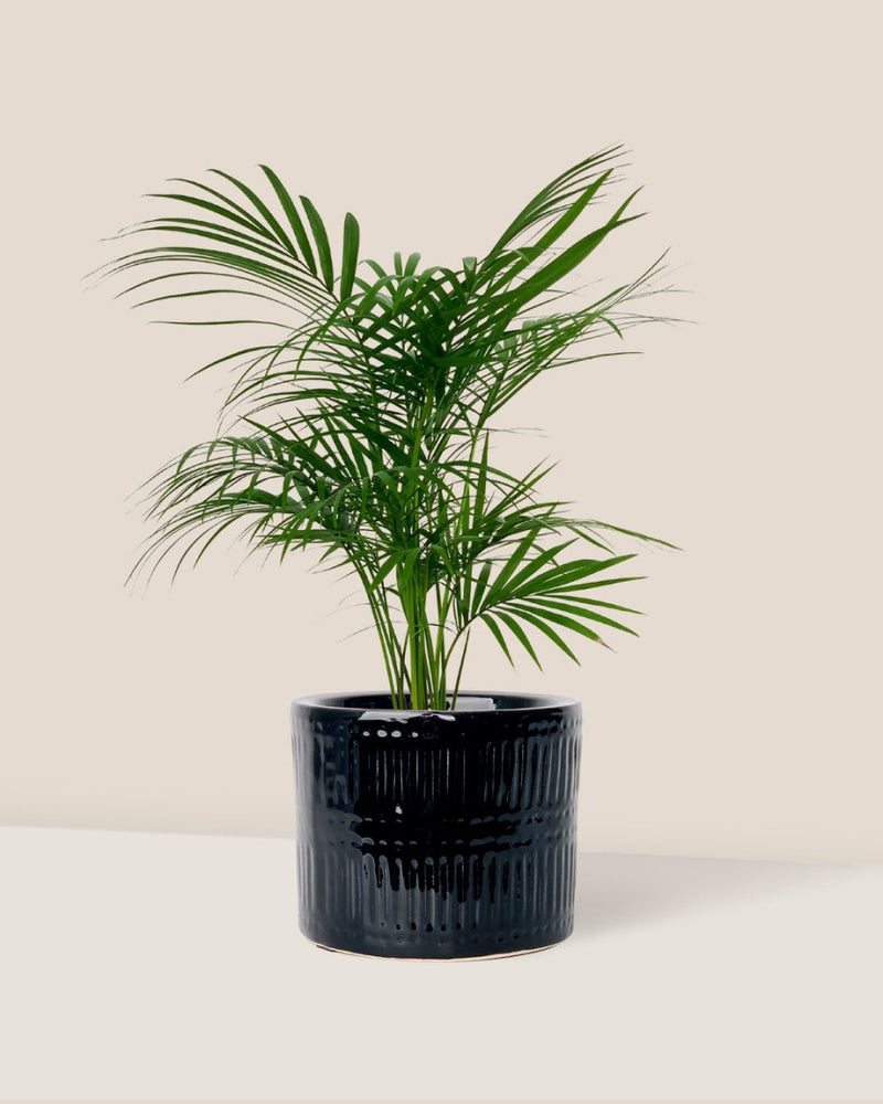 Java Palm - Potted plant - Tumbleweed Plants