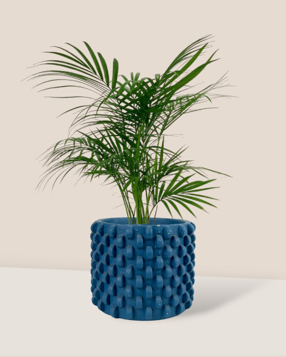 Java Palm - carter planters - large - Potted plant - Tumbleweed Plants - Online Plant Delivery Singapore