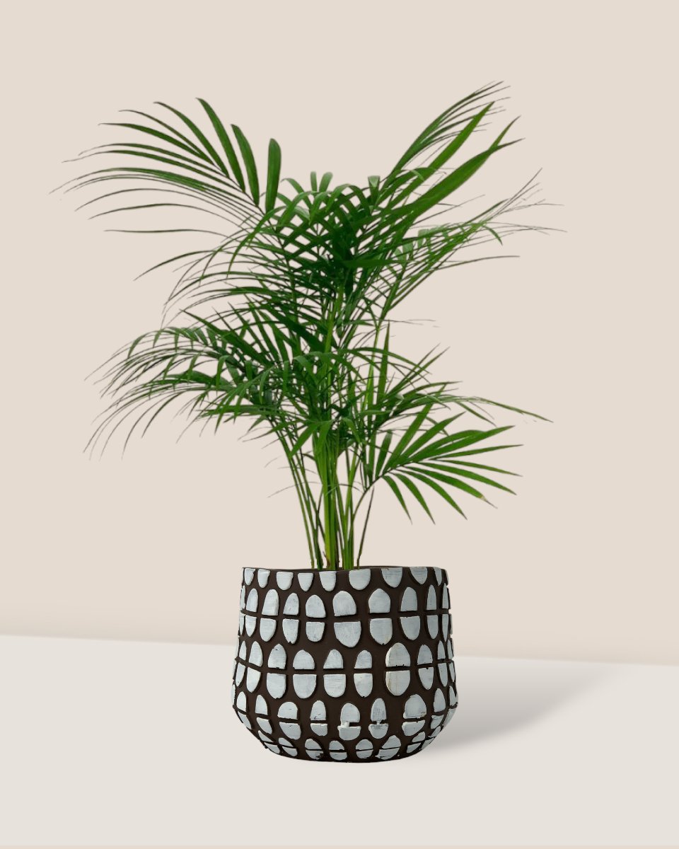 Java Palm - spotti brown planter - Potted plant - Tumbleweed Plants - Online Plant Delivery Singapore
