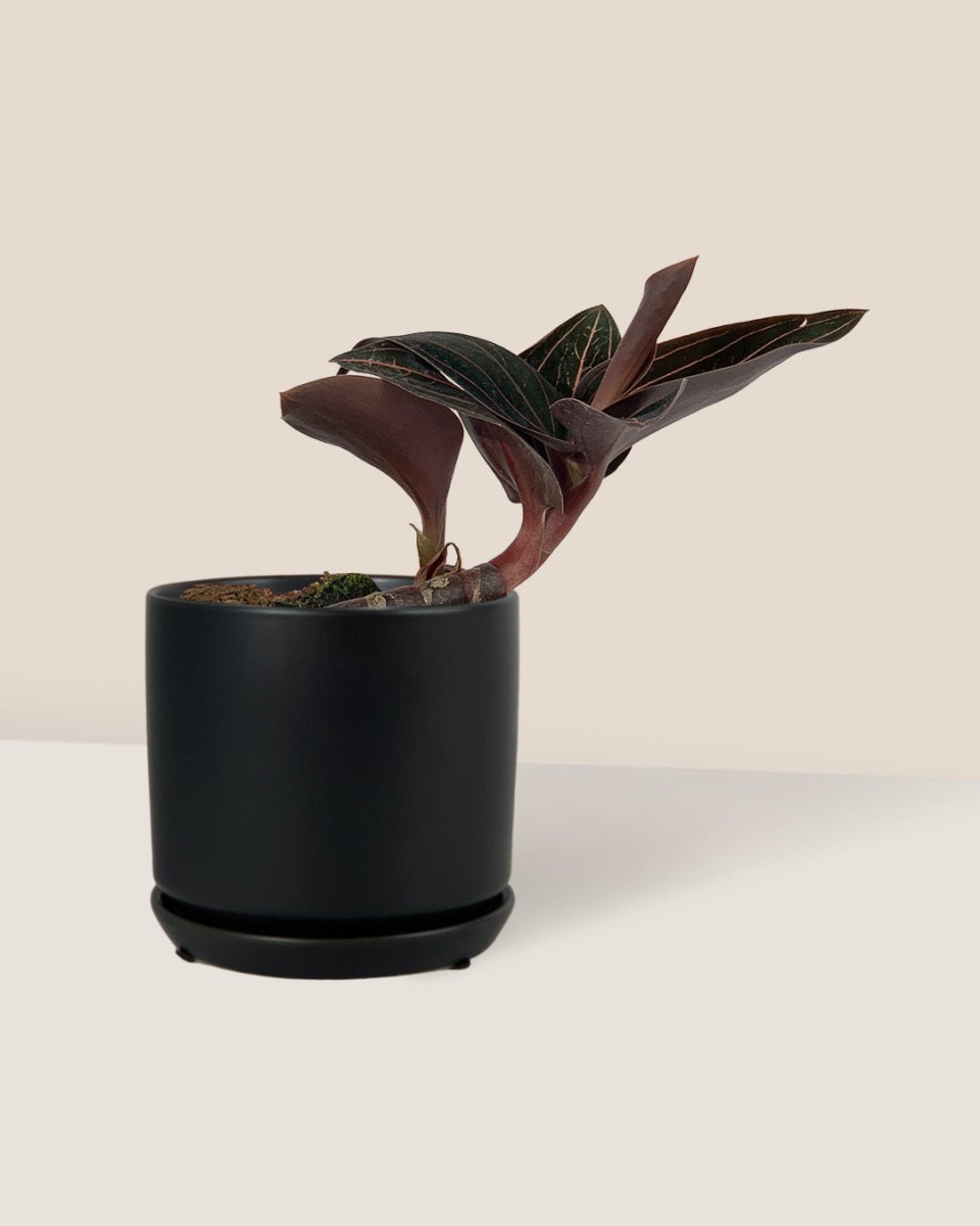 Jewel Orchid - little cylinder black with tray - Just plant - Tumbleweed Plants - Online Plant Delivery Singapore