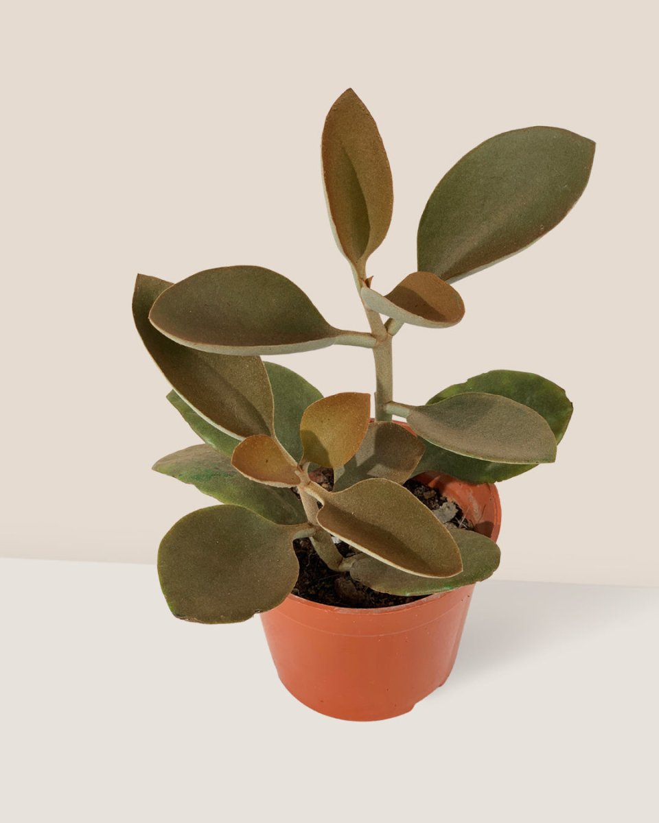 Kalanchoe Orgyalis ‘Copper Spoons’ - grow pot - Just plant - Tumbleweed Plants - Online Plant Delivery Singapore