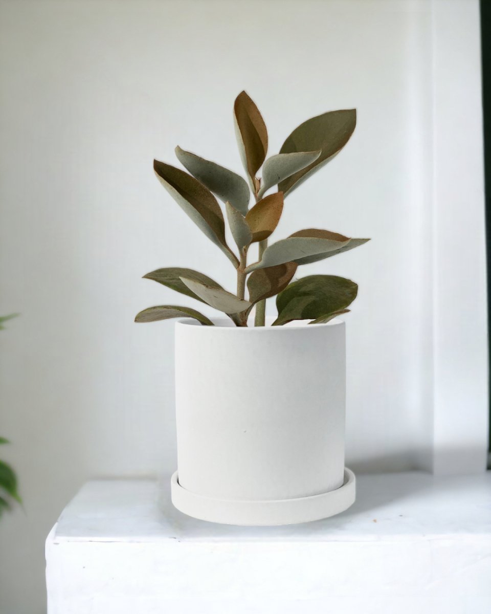 Kalanchoe Orgyalis ‘Copper Spoons’ - nordic white cylinder planter - Just plant - Tumbleweed Plants - Online Plant Delivery Singapore