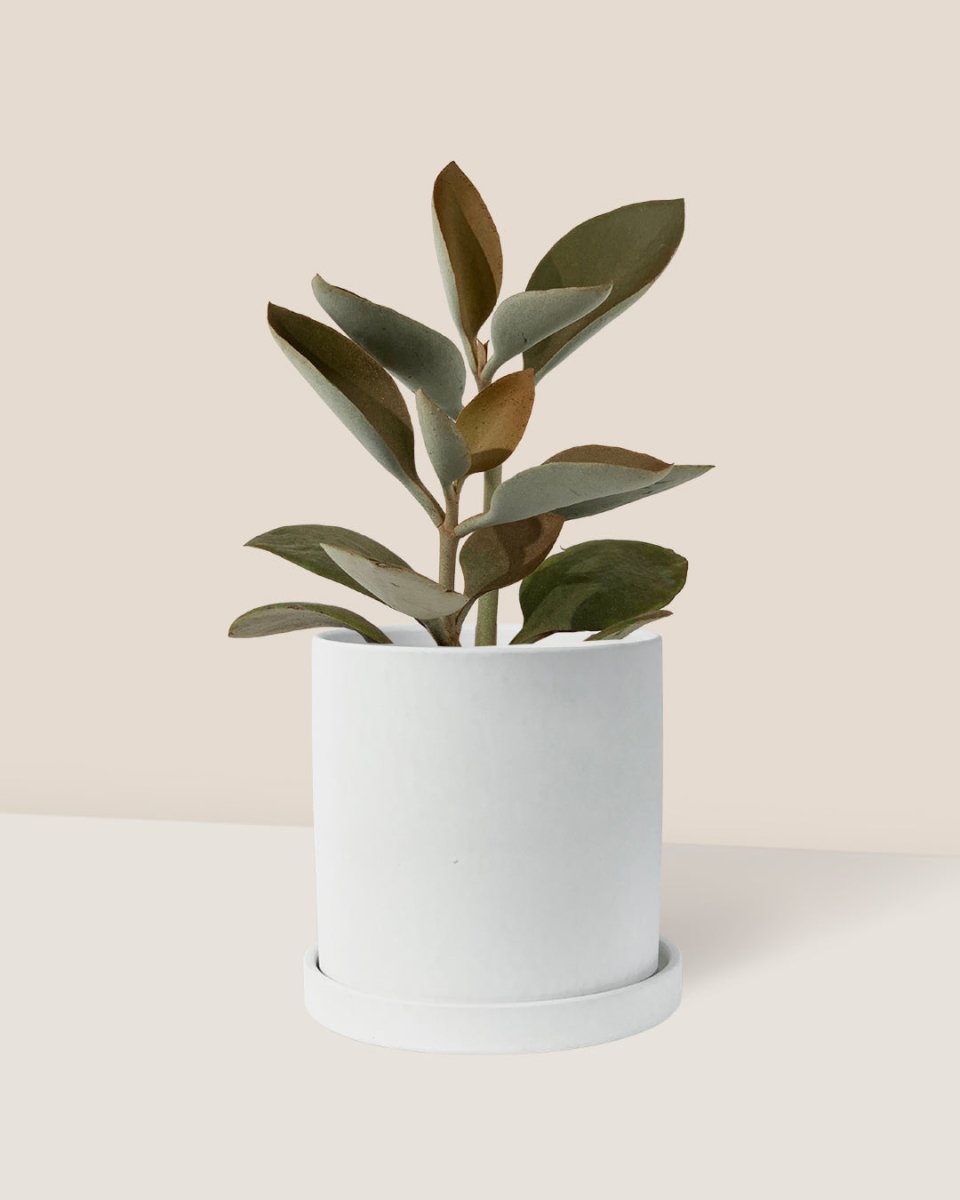 Kalanchoe Orgyalis ‘Copper Spoons’ - nordic white cylinder planter - Just plant - Tumbleweed Plants - Online Plant Delivery Singapore