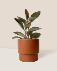 Kalanchoe Orgyalis ‘Copper Spoons’ - plinth pot - chestnut - Just plant - Tumbleweed Plants - Online Plant Delivery Singapore