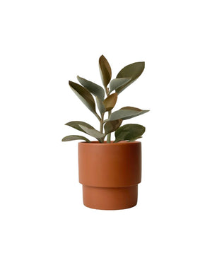 Kalanchoe Orgyalis ‘Copper Spoons’ - plinth pot - chestnut - Potted plant - Tumbleweed Plants - Online Plant Delivery Singapore