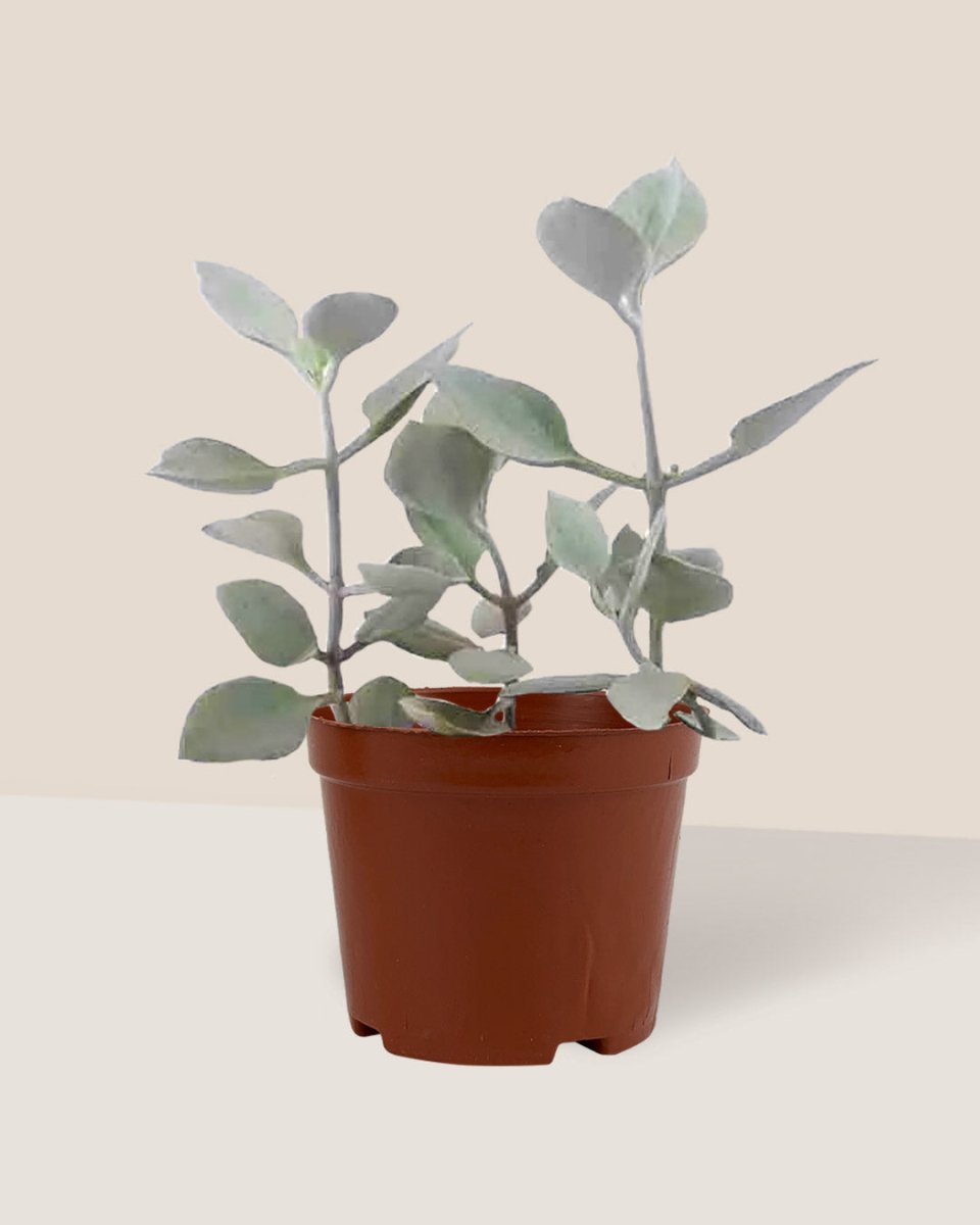 Kalanchoe ‘Silver Teaspoons’ - grow pot - Just plant - Tumbleweed Plants - Online Plant Delivery Singapore