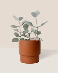 Kalanchoe ‘Silver Teaspoons’ - plinth pot - chestnut/large - Just plant - Tumbleweed Plants - Online Plant Delivery Singapore