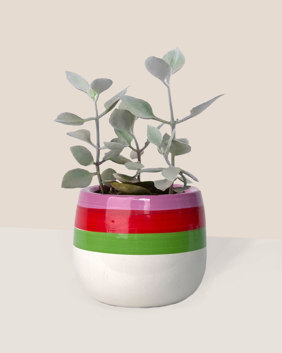 Kalanchoe ‘Silver Teaspoons’ - poppy planter - ariel - Just plant - Tumbleweed Plants - Online Plant Delivery Singapore