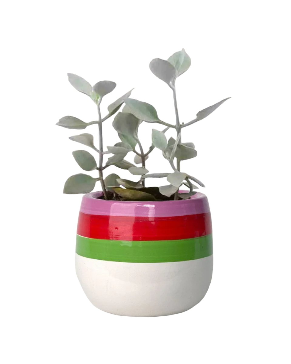 Kalanchoe ‘Silver Teaspoons’ - poppy planter - ariel - Potted plant - Tumbleweed Plants - Online Plant Delivery Singapore