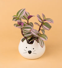Kitty Planter - Pot - Tumbleweed Plants - Online Plant Delivery Singapore