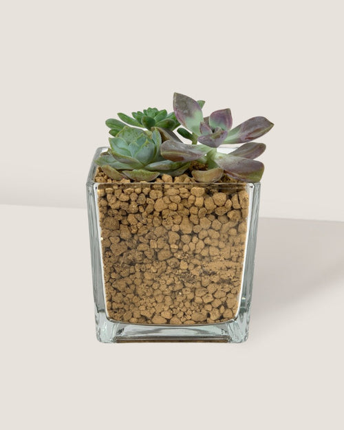 Krystal Glass Cube Planter (Hydro Friendly) - medium - Pot - Tumbleweed Plants - Online Plant Delivery Singapore