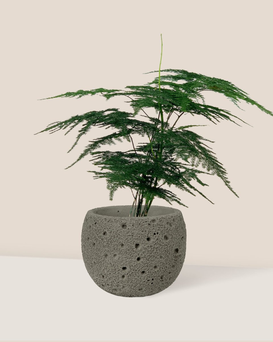 Lace Fern - cement planter - round - Potted plant - Tumbleweed Plants - Online Plant Delivery Singapore