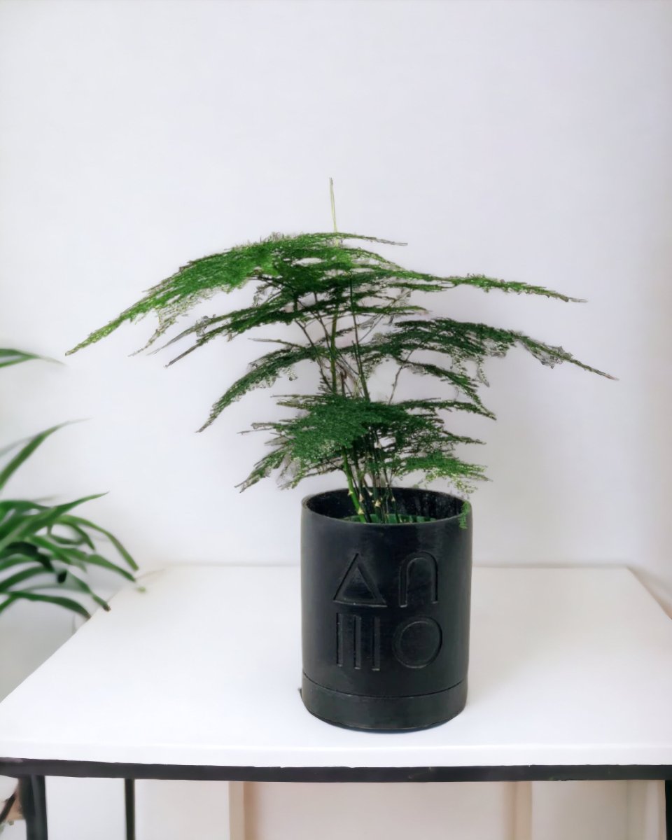 Asparagus Fern, Asparagus Setaceus, Lace Fern, Indoor Plant Delivered