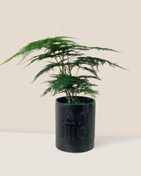 Lace Fern - etch pots by capra design - midnight black - Potted plant - Tumbleweed Plants - Online Plant Delivery Singapore