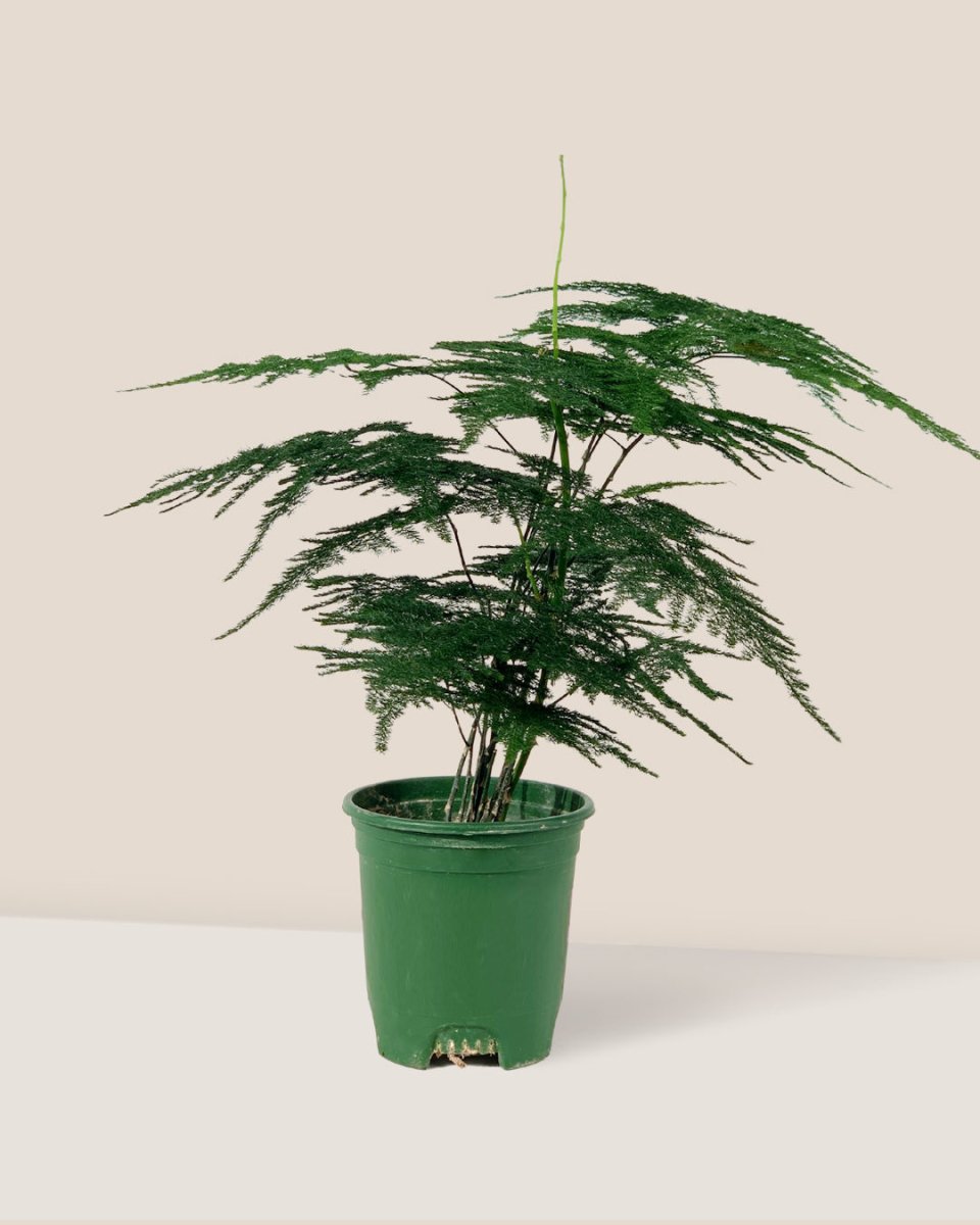Lace Fern - grow pot - Potted plant - Tumbleweed Plants - Online Plant Delivery Singapore