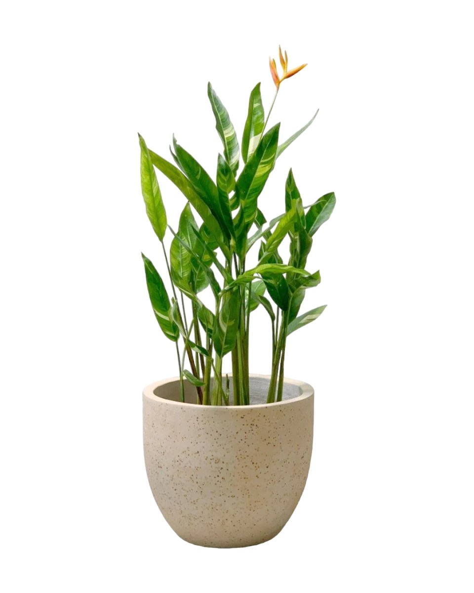 Lady Di Heliconia (Variegated) - 100-120cm - Potted plant - Tumbleweed Plants - Online Plant Delivery Singapore
