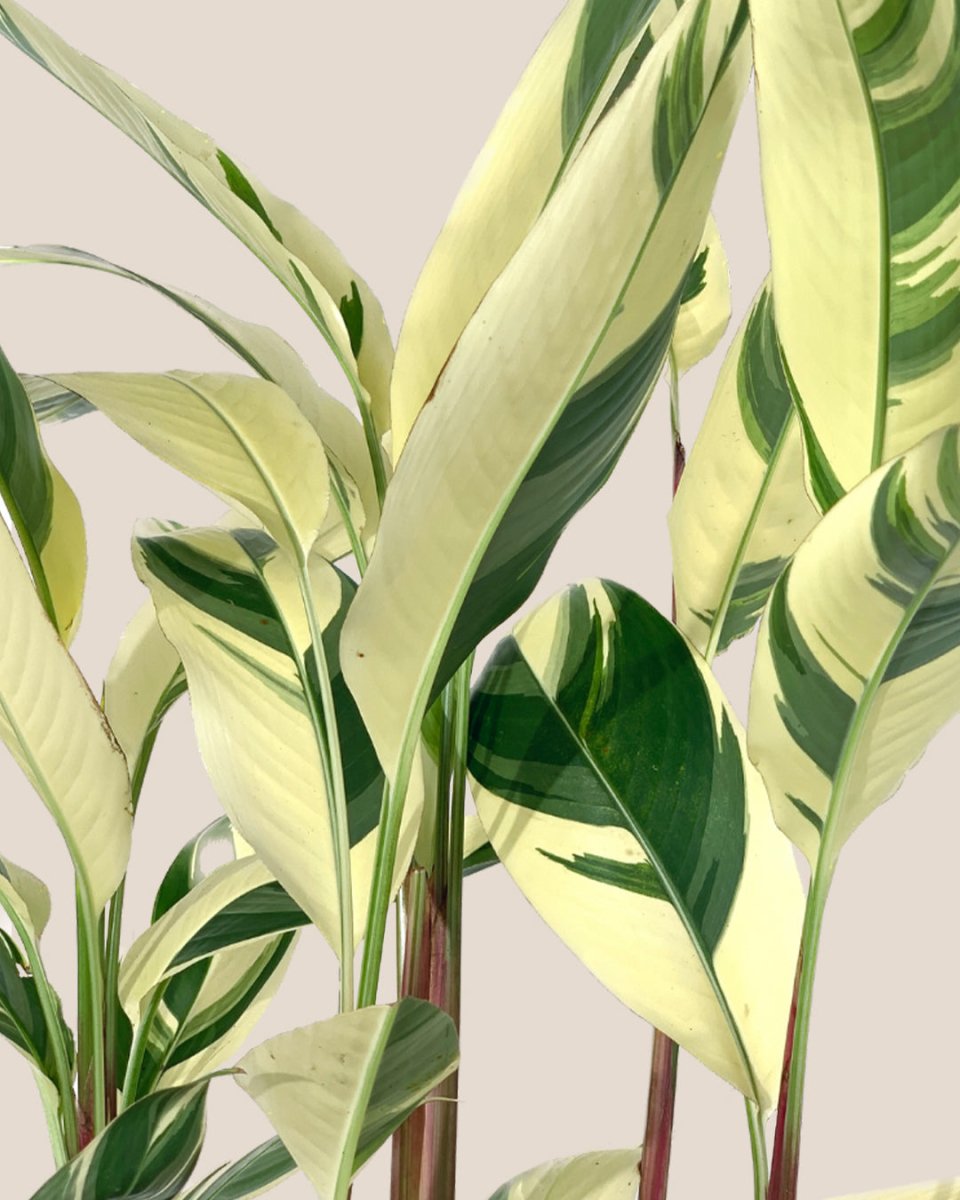 Lady Di Heliconia (Variegated) - 60-70cm - Potted plant - Tumbleweed Plants - Online Plant Delivery Singapore