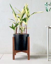 Lady Di Heliconia (Variegated) - 60-70cm - Potted plant - Tumbleweed Plants - Online Plant Delivery Singapore
