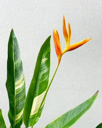 Lady Di Heliconia (Variegated) - grow pot - Potted plant - Tumbleweed Plants - Online Plant Delivery Singapore