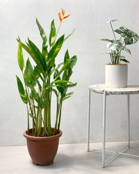 Lady Di Heliconia (Variegated) - grow pot - Potted plant - Tumbleweed Plants - Online Plant Delivery Singapore