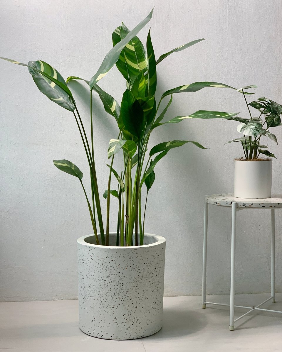 Lady Di Heliconia (Variegated) - white terrazzo cylinder planter - Potted plant - Tumbleweed Plants - Online Plant Delivery Singapore