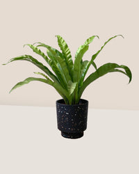 Large Bird's Nest Fern in Banjo Pots - Gifting plant - Tumbleweed Plants - Online Plant Delivery Singapore