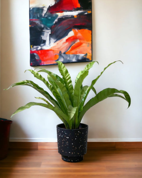 Large Bird's Nest Fern in Banjo Pots - Gifting plant - Tumbleweed Plants - Online Plant Delivery Singapore