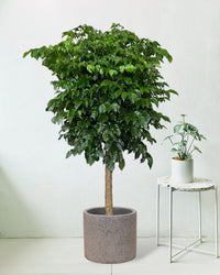Large China Doll Tree - grey terrazzo pot - Potted plant - Tumbleweed Plants - Online Plant Delivery Singapore