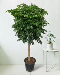 Large China Doll Tree - grow pot - Potted plant - Tumbleweed Plants - Online Plant Delivery Singapore