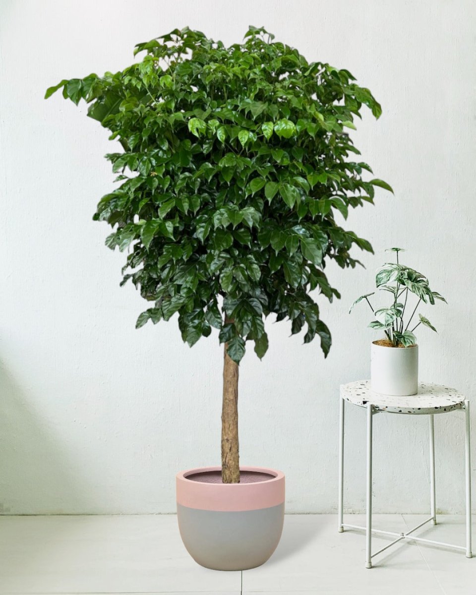 large resin planters - grey/pink