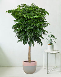 Large China Doll Tree - large resin planters - grey/pink - Potted plant - Tumbleweed Plants - Online Plant Delivery Singapore