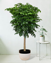 Large China Doll Tree - large resin planters - white/black - Potted plant - Tumbleweed Plants - Online Plant Delivery Singapore