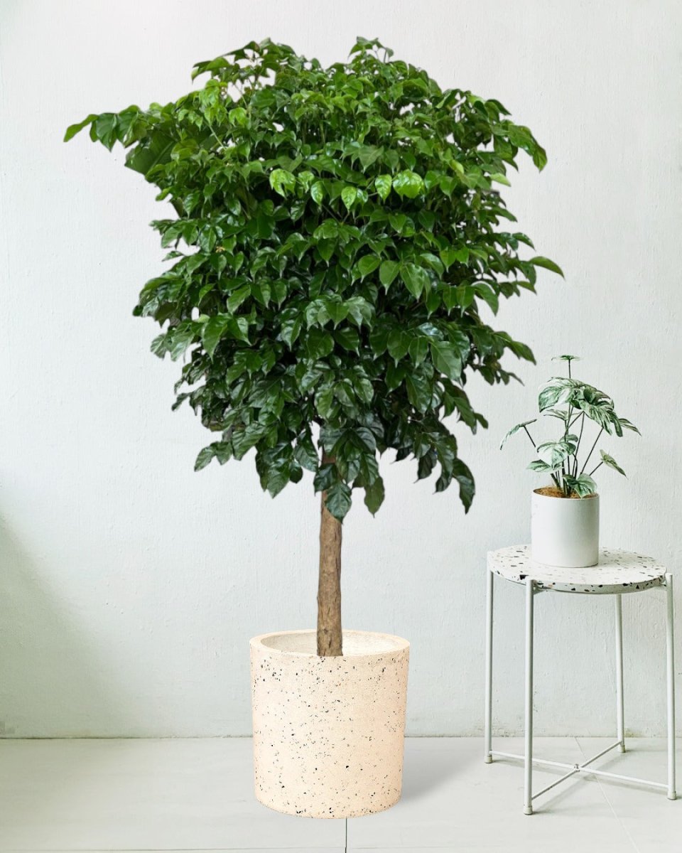 Large China Doll Tree - large white cylinder terrazzo - Potted plant - Tumbleweed Plants - Online Plant Delivery Singapore