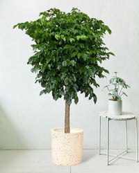 Large China Doll Tree - large white cylinder terrazzo - Potted plant - Tumbleweed Plants - Online Plant Delivery Singapore