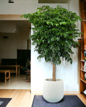 Large China Doll Tree - tulip pots - white - Potted plant - Tumbleweed Plants - Online Plant Delivery Singapore