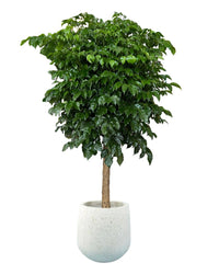 Large China Doll Tree - tulip pots - white - Potted plant - Tumbleweed Plants - Online Plant Delivery Singapore
