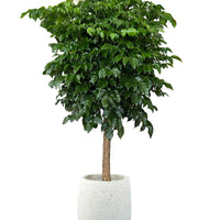 China Doll Tree XL (1.5m)