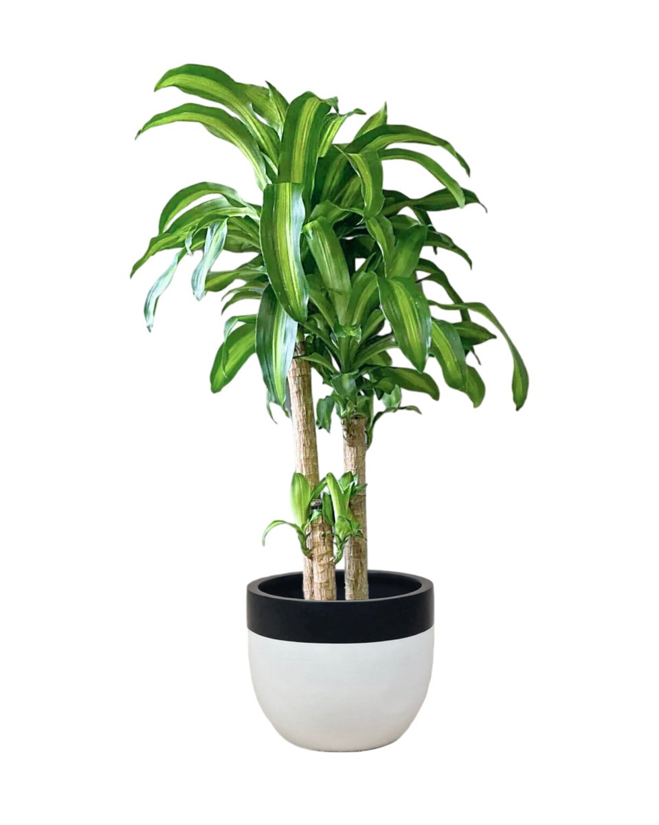 Large Dracaena Fragrans (Iron Tree) - 0.8 - 0.9m - Potted plant - Tumbleweed Plants - Online Plant Delivery Singapore