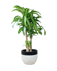 Large Dracaena Fragrans (Iron Tree) - 0.8 - 0.9m - Potted plant - Tumbleweed Plants - Online Plant Delivery Singapore