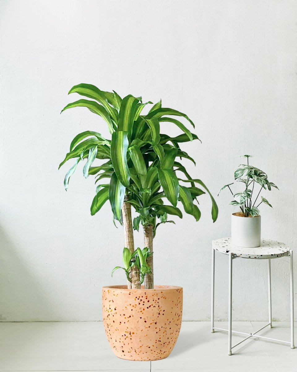 Large Dracaena Fragrans (Iron Tree) - 1.0 m - 1.2 m - Potted plant - Tumbleweed Plants - Online Plant Delivery Singapore