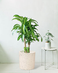 Large Dracaena Fragrans (Iron Tree) - 1.0 m - 1.2 m - Potted plant - Tumbleweed Plants - Online Plant Delivery Singapore