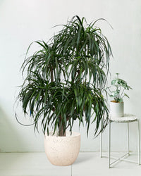 Large Dracaena Tree - egg pots - white/large - Potted plant - Tumbleweed Plants - Online Plant Delivery Singapore