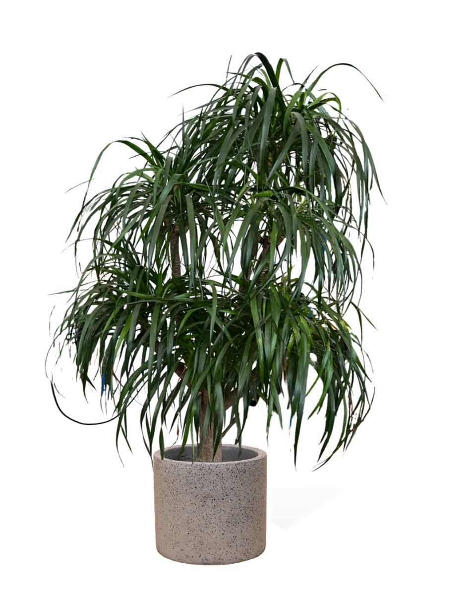 Dracaena 2024 plant dogs